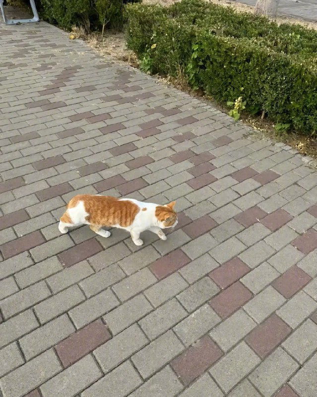 #猫猫#猫猫