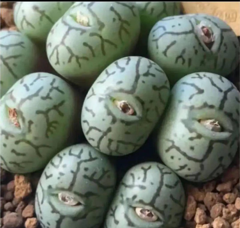偶然知道了一种叫做墨小锥的多肉植物，视觉上看起来也太邪恶了吧偶然知道了一种叫做墨小锥的多肉植物，视觉上看起来也太邪恶了吧