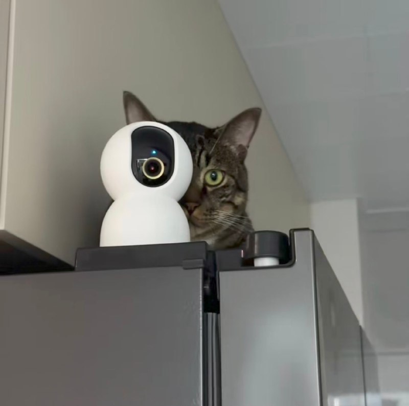 #猫猫