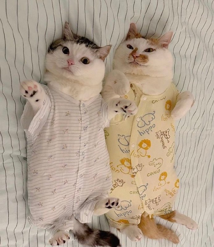 #猫猫