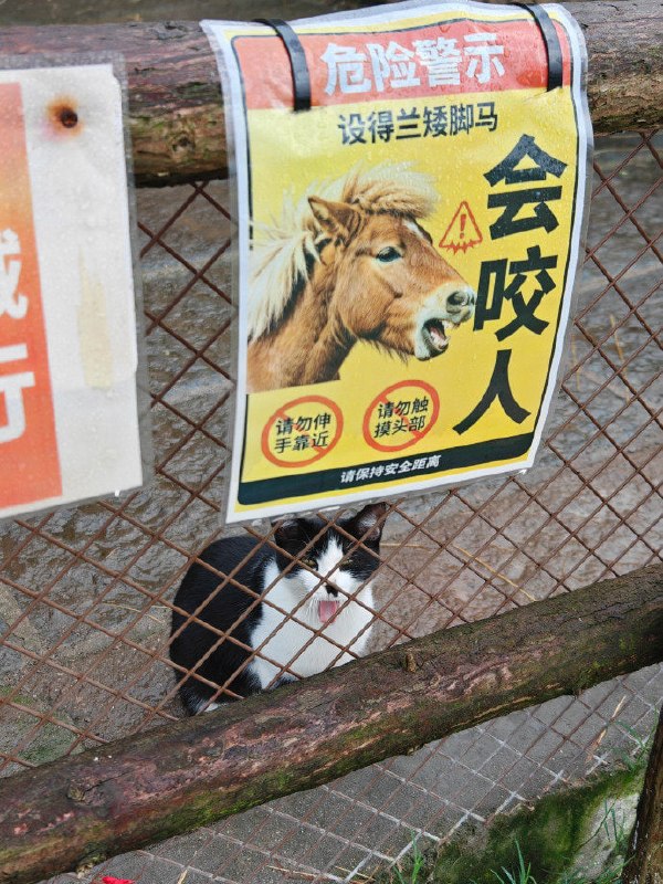 #猫猫