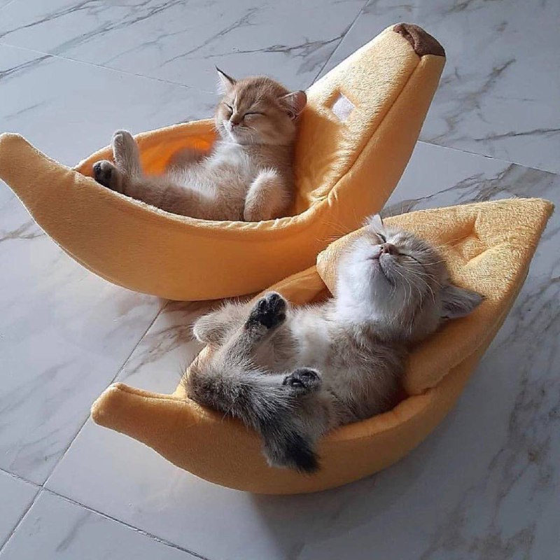 #猫猫