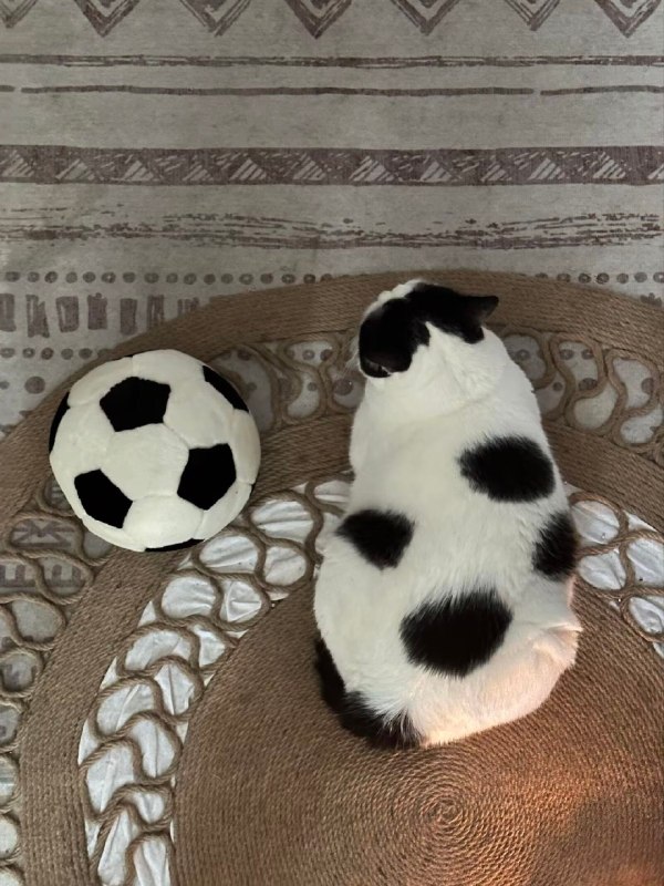 足球喵⚽️#猫猫足球喵⚽️#猫猫