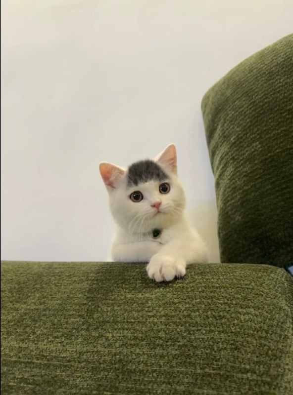 #猫猫
