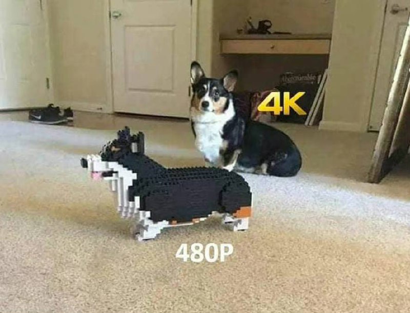 #狗狗