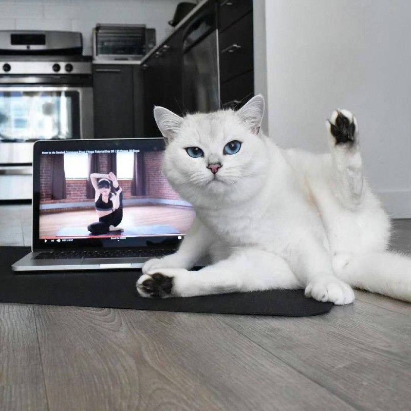 #猫猫