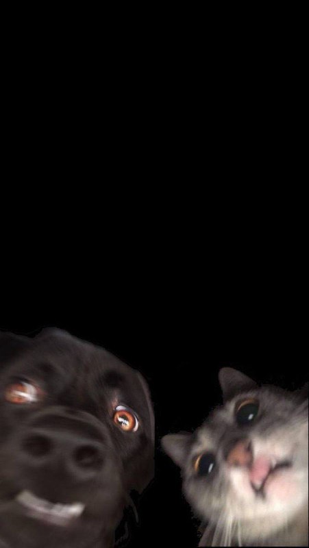 #猫猫 #狗狗