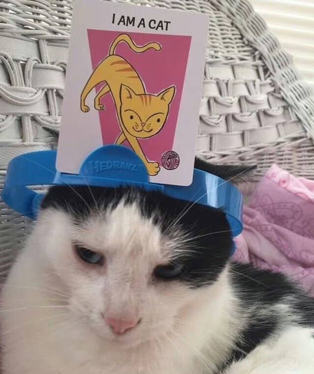 #猫猫
