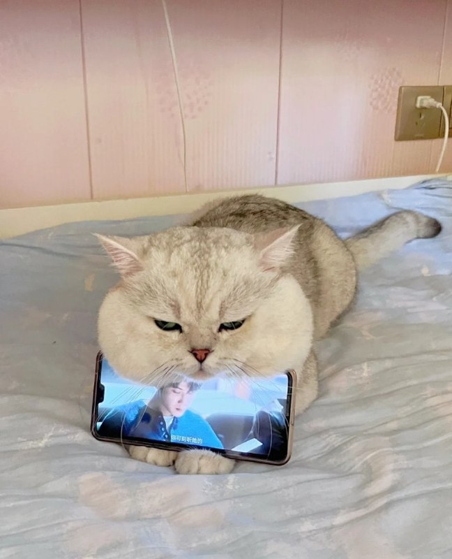 #猫猫 手机支架😂#猫猫 手机支架😂