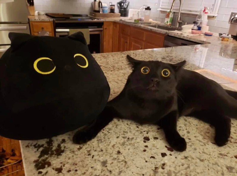 #猫猫