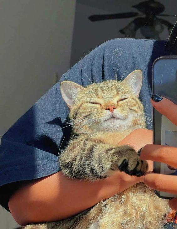 #猫猫