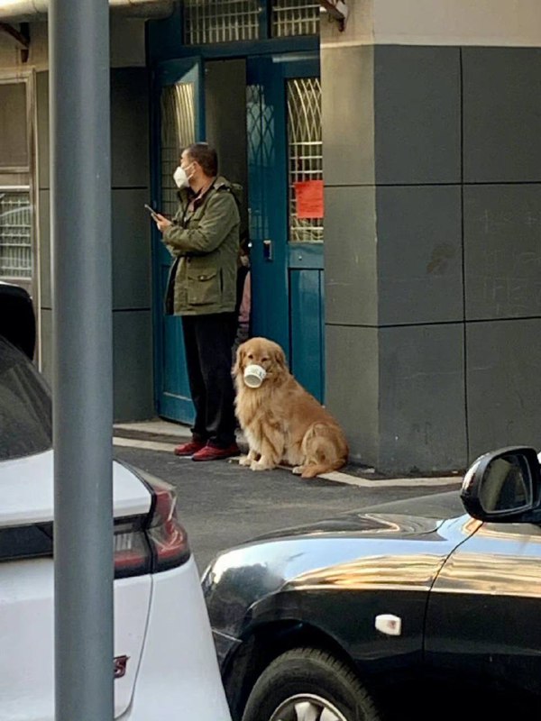 #狗狗#狗狗