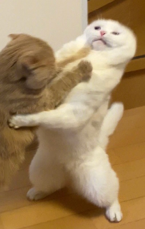 橘猫跟白猫打架，结果白猫被打得脸都快变形了！#猫猫橘猫跟白猫打架，结果白猫被打得脸都快变形了！#猫猫