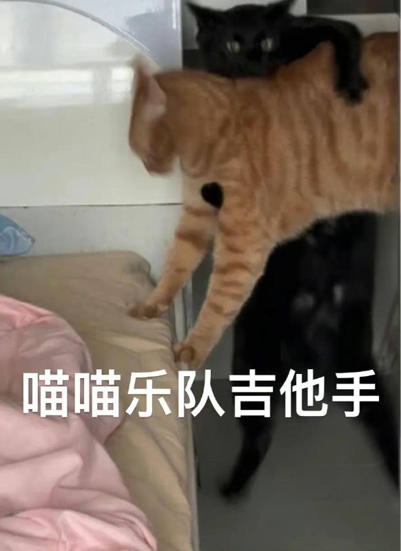 #猫猫