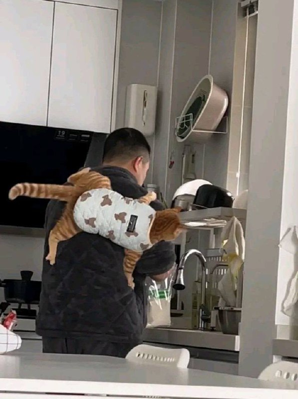 #猫猫