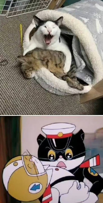 #猫猫