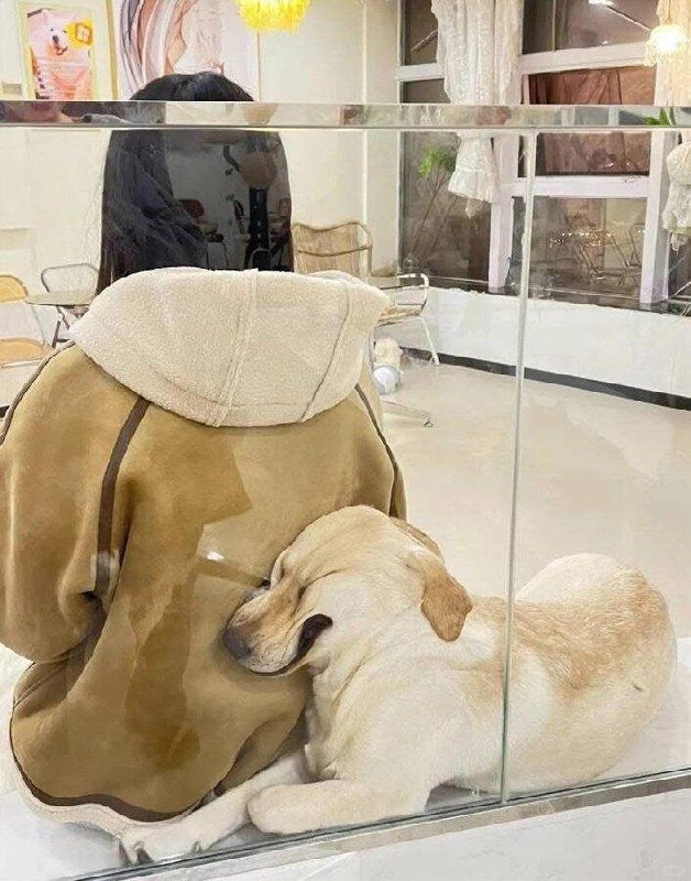 #狗狗