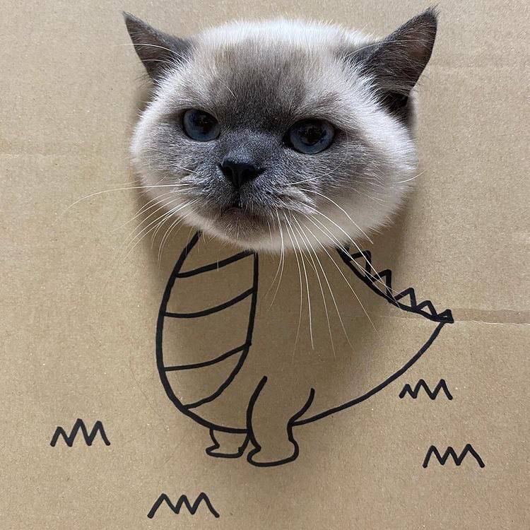 #猫猫