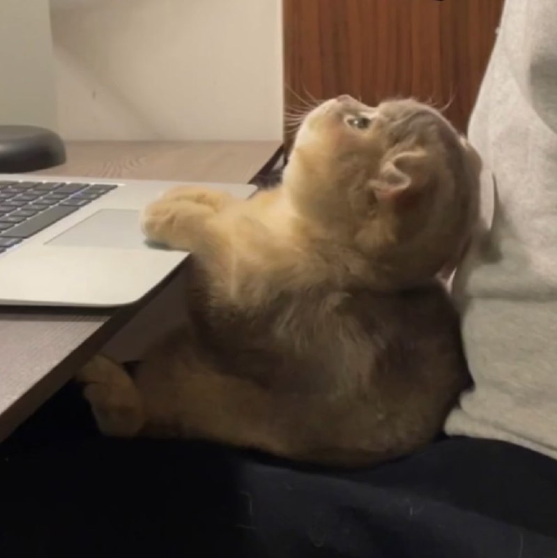 #猫猫#猫猫