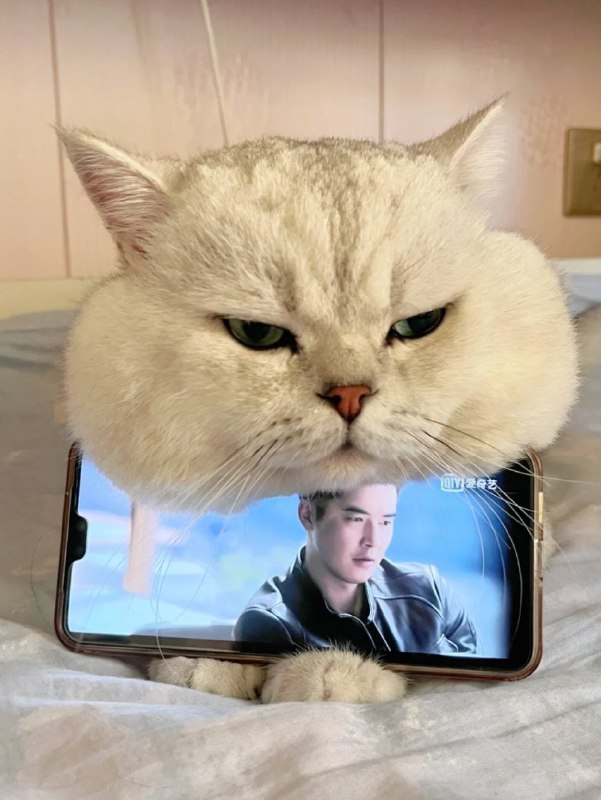 #猫猫 手机支架😂#猫猫 手机支架😂