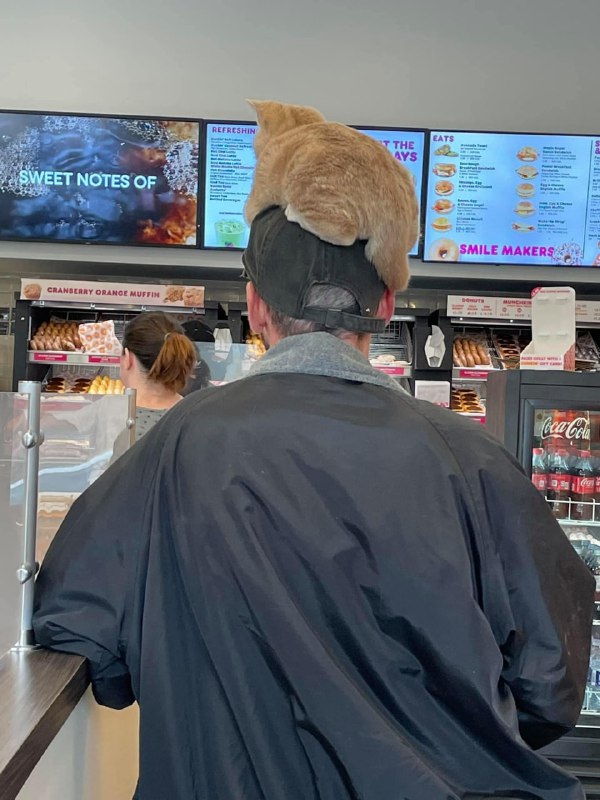 #猫猫#猫猫