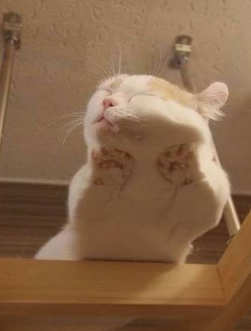 #猫猫