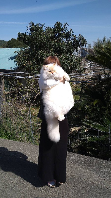 #猫猫#猫猫