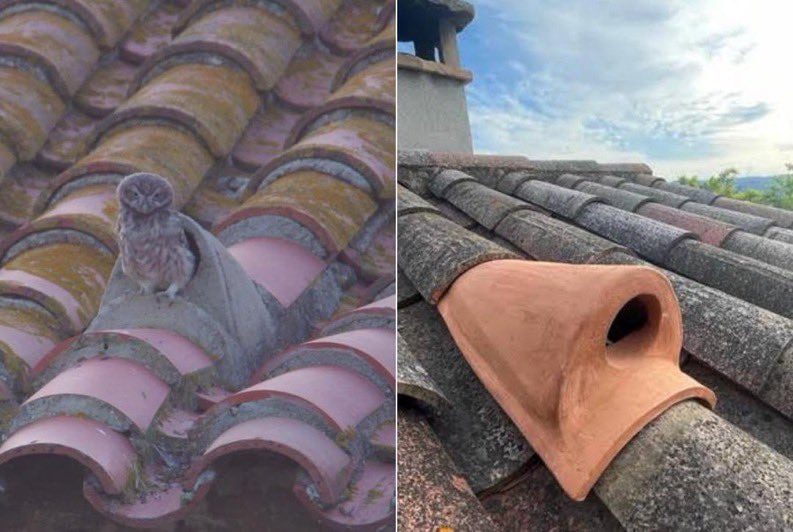 西班牙农村的特殊屋顶瓦片，设计用于为小猫头鹰提供筑巢庇护所，以进行保护工作😮
