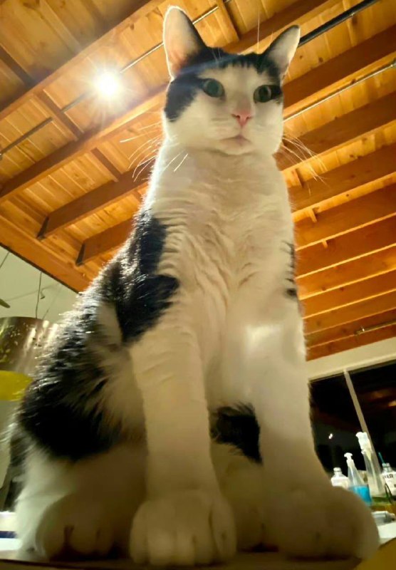 广角镜头下的 #猫猫广角镜头下的 #猫猫