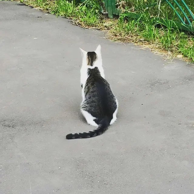#猫猫