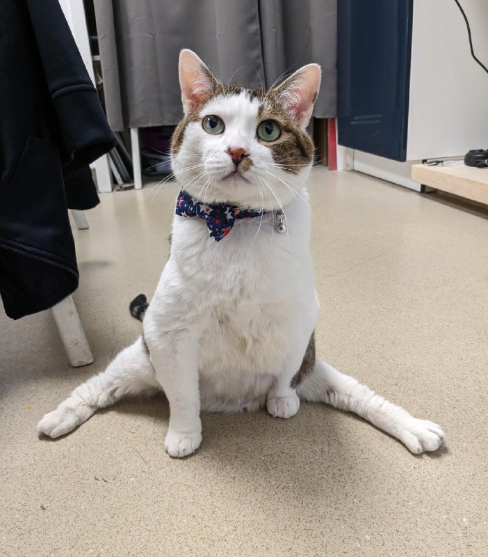 #猫猫