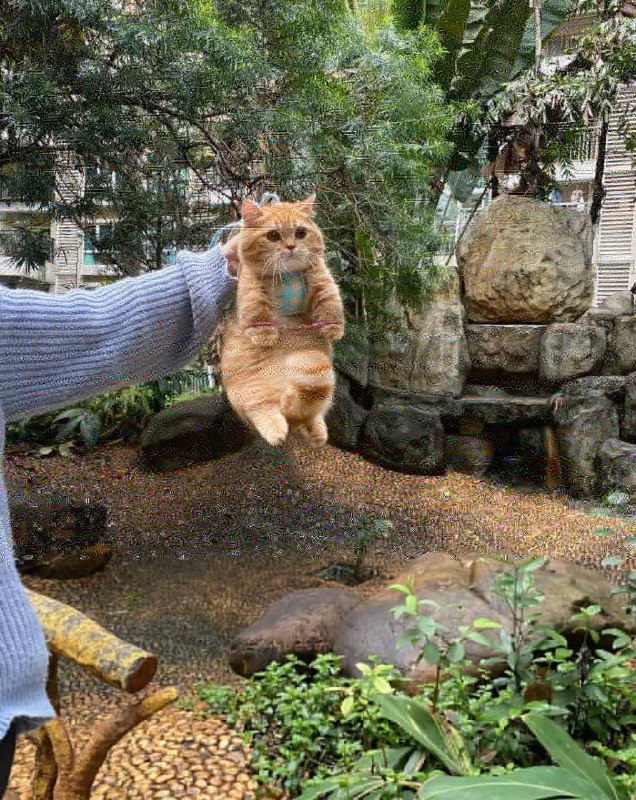 #猫猫