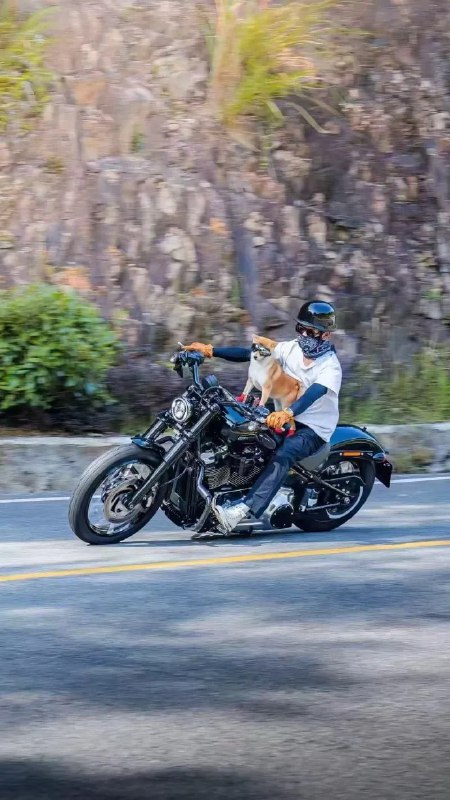 #狗狗#狗狗