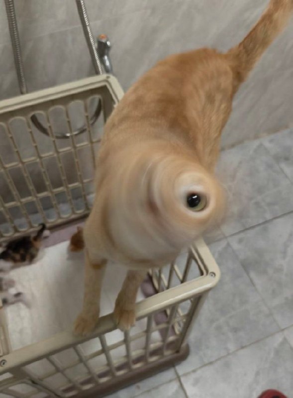 #猫猫