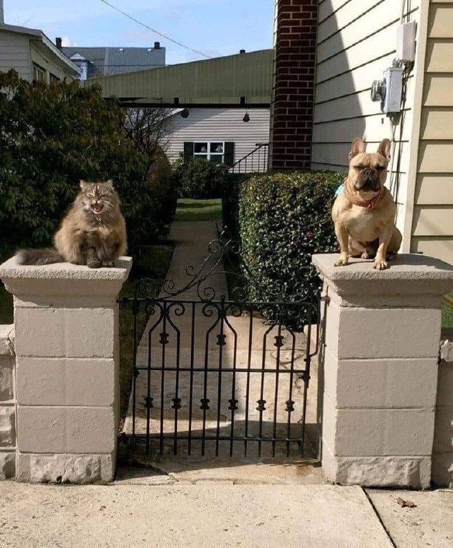 #猫猫 #狗狗 小门神