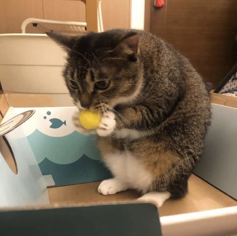 #猫猫