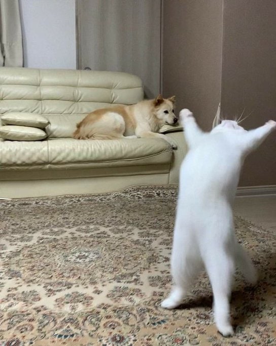 赐予我力量！#猫猫