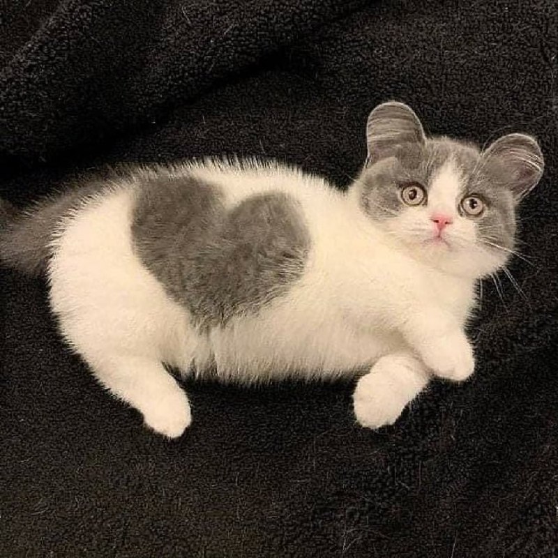 #猫猫
