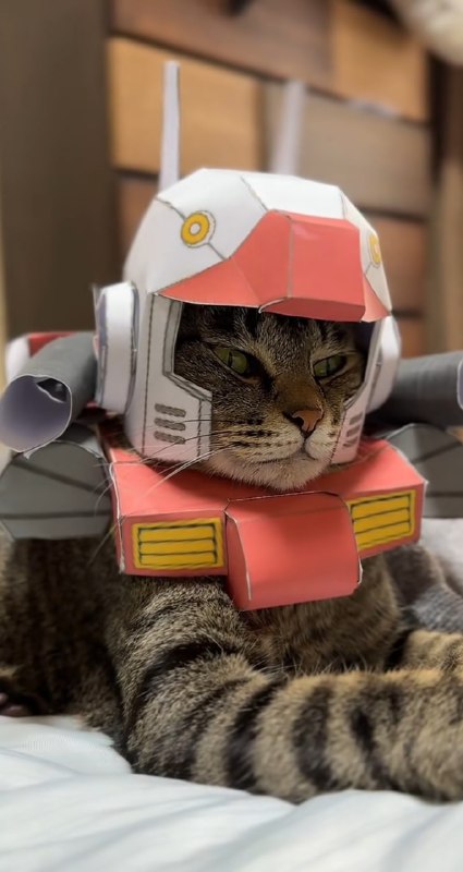 #猫猫