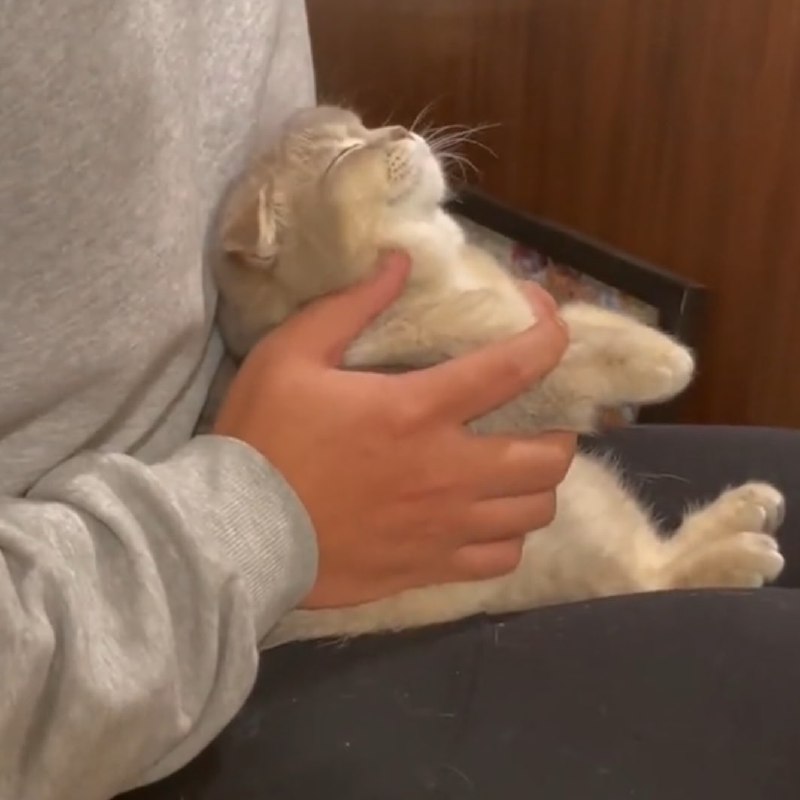 #猫猫#猫猫
