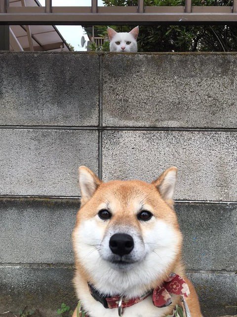 #猫猫 #狗狗