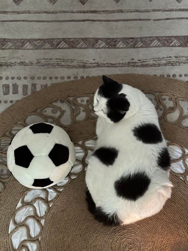 足球喵⚽️#猫猫足球喵⚽️#猫猫