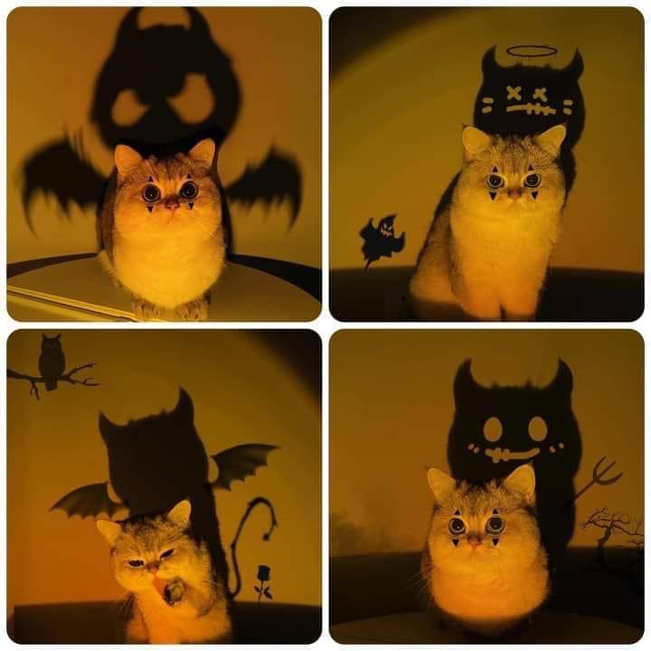 #猫猫