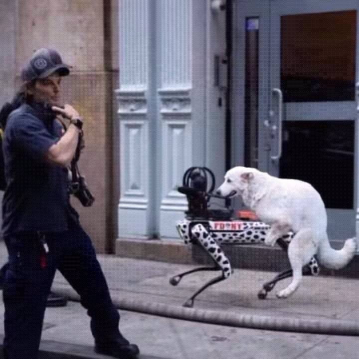 #狗狗
