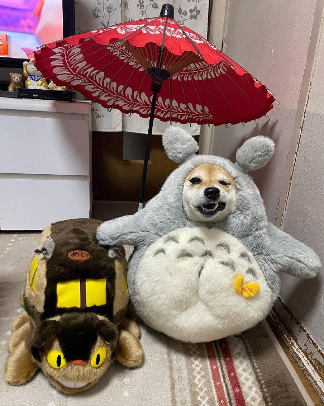 #狗狗 #Cosplay#狗狗 #Cosplay