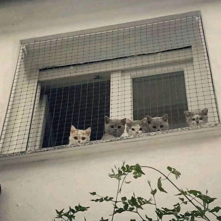 #猫猫
