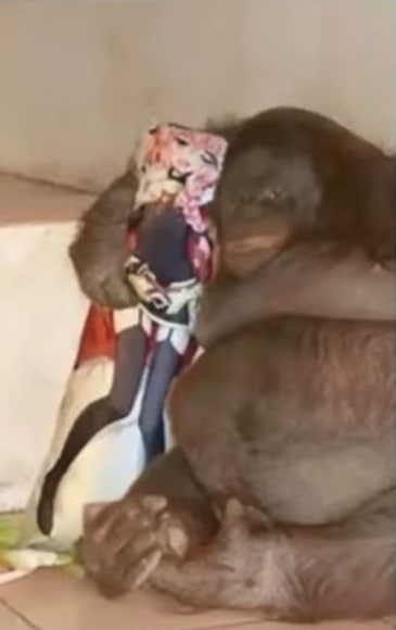 宅家的你