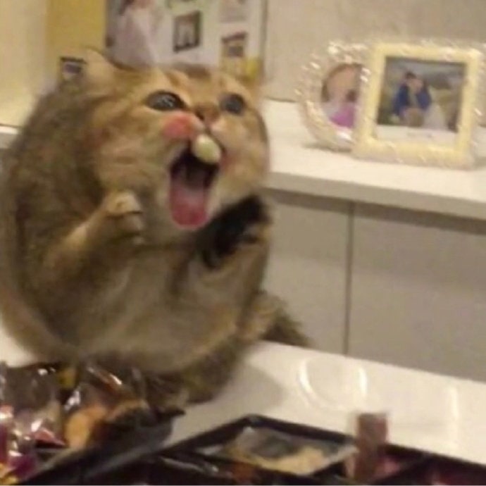 #猫猫#猫猫