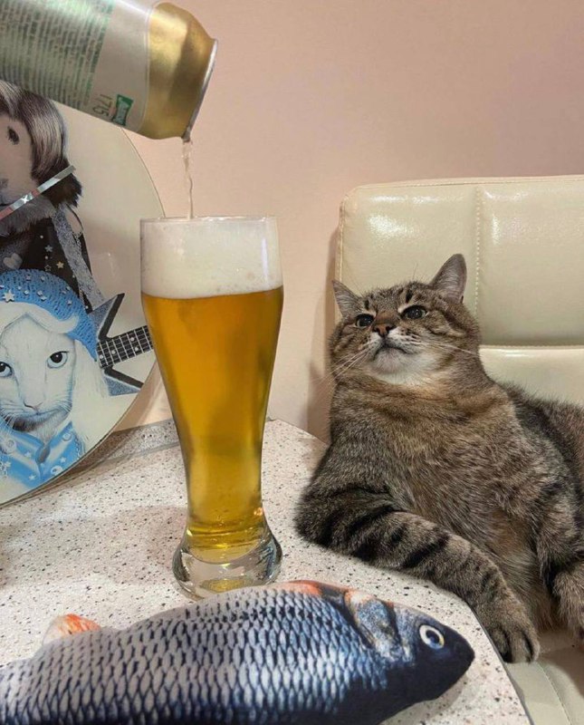#猫猫