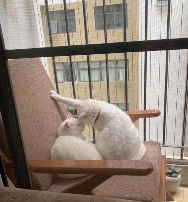 霸道总裁 #猫猫